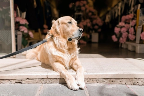 6 Key Ways to Reduce Dog Theft Risk in the UK 2025