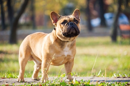 French Bulldog Colours Not Recognised by the KC Explained