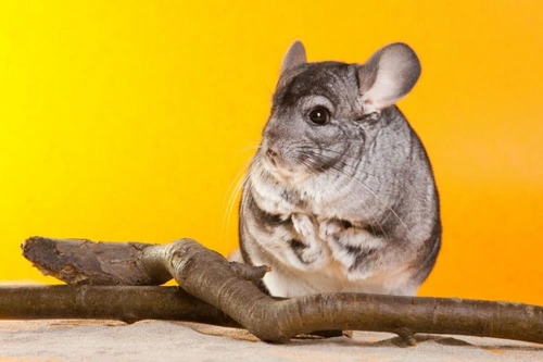 Chinchilla Healthcare: Common Issues and Prevention Guide