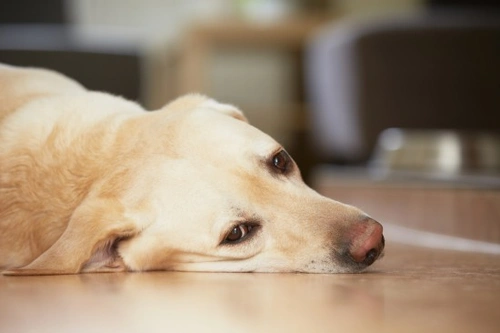 Síntomas sutiles de mala salud en perros: señales clave
