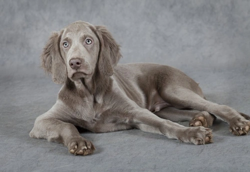 Weimaraner Feeding Guide: Essential Diet & Nutrition Tips