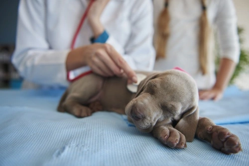 Kennel cough: Symptoms, Treatment & Vaccine Guide