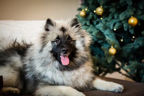 10 Tips to Keep Your Cat or Dog Off Your Christmas Tree