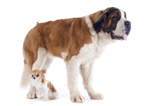 Why Giant Dog Breeds Live Shorter Lifespans Explained