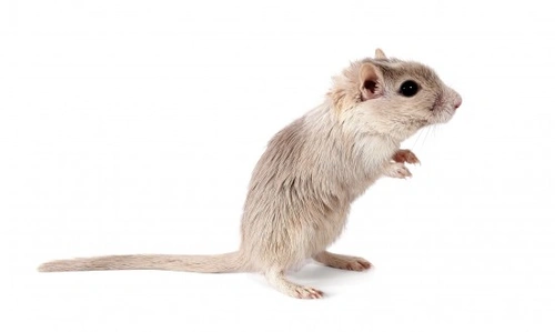 Health Problems Common to Pet Gerbils: Essential Care Guide