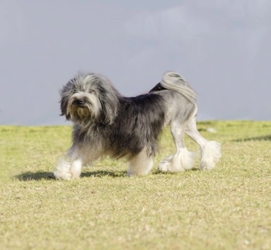 Löwchen Dog Coat Types, Colours & Grooming Guide
