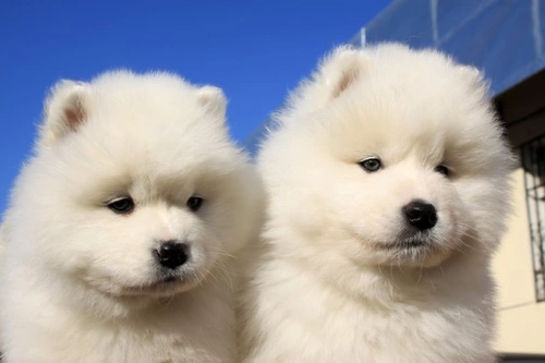 Guía Samoyed: historia, cuidado y carácter del perro