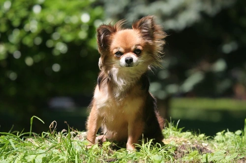 Common Causes of Seizures in the Chihuahua Dog Breed