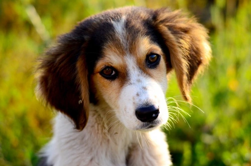 Can Dogs Still Get Worms After Worming? What to Know