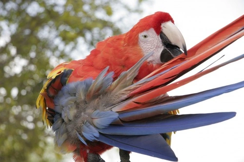 Bird Moulting Guide: When and Why Birds Moult Naturally