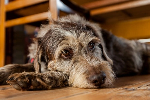 How a dirty or messy home can harm your dog's health