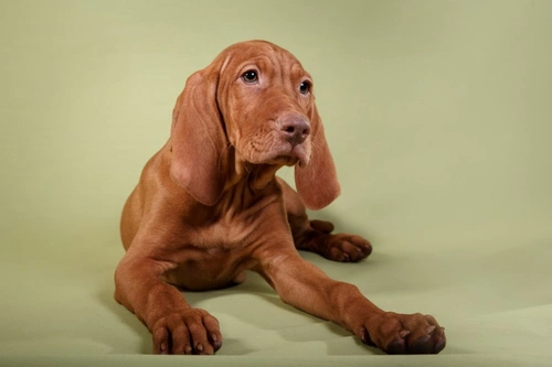 Top 5 Dog Breeds That Bring You Joy Every Day