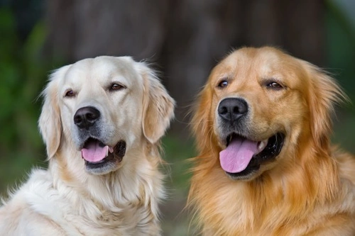 Pros and cons of adopting two unrelated adult dogs