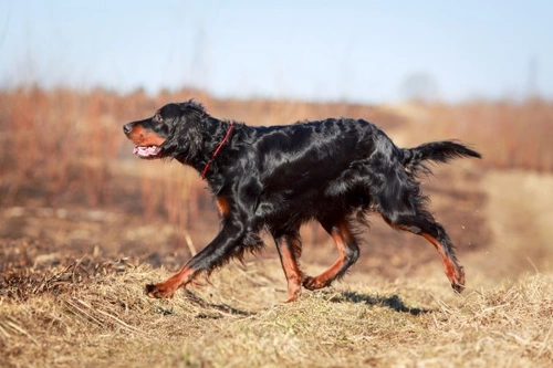 Gordon Setter Health, Hereditary Issues & Longevity Guide