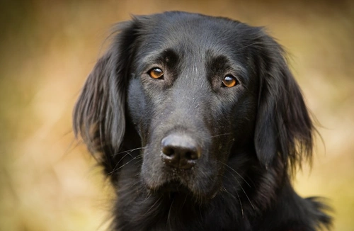 Lungworm in Dogs: Understanding Risks & How Worried to Be