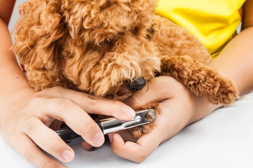 Why Don’t Dogs Like Having Their Claws Clipped?