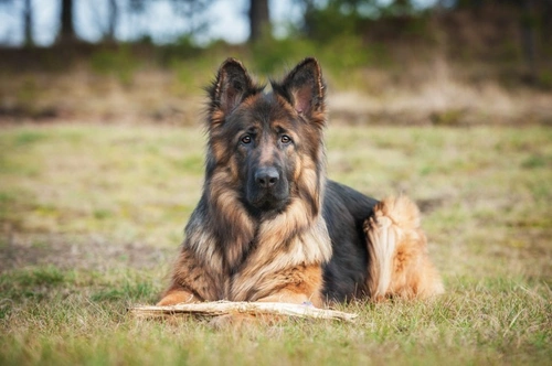 Understanding Polycythemia in Dogs: Causes, Symptoms & Treatment