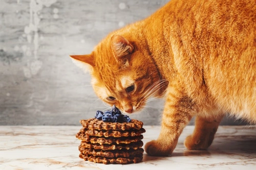10 Foods and Drinks Harmful to Cats You Should Avoid