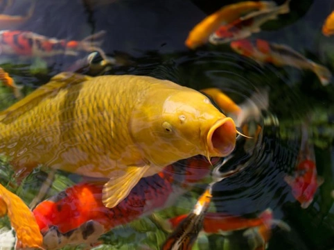 Complete Guide to Caring for Koi Carp in Your Pond