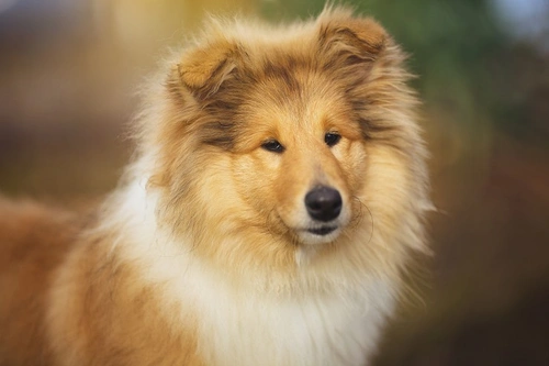 Is Human Medication Safe for Dogs? Vet-Approved Guide
