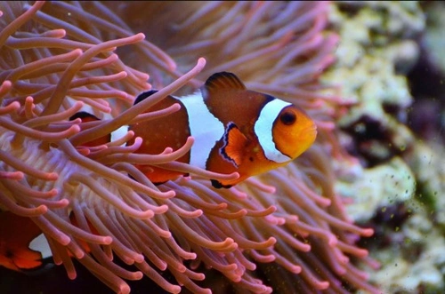 Pez payaso: cuidados y acondicionamiento del acuario