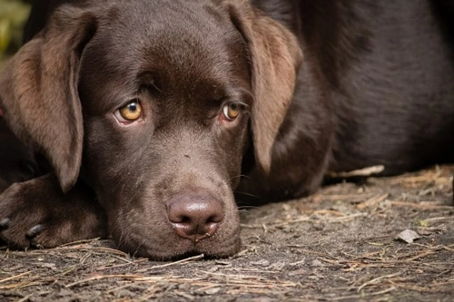 Why never to medicate your dog for diarrhoea without vet advice