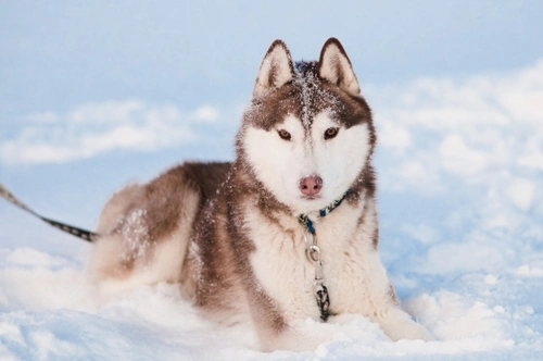 Razas de perros que adoran jugar en la nieve: Top 7 en España