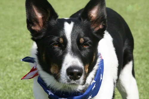 Complete Guide to the McNab Dog Breed: History, Care & Temperament