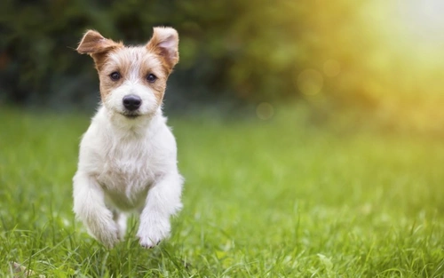 Dog Owners: Oak Processionary Moth Caterpillar Risks & Safety