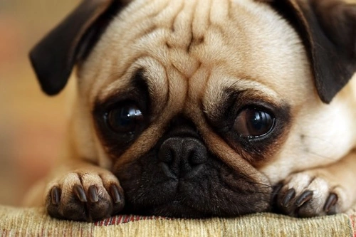 Ansiedad por separación en perros: causas, síntomas y tratamiento