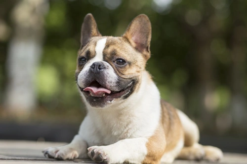 Protecting Your French Bulldog Against Theft: UK 2025 Advice