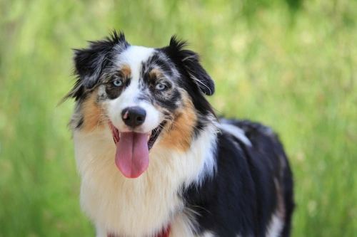 Is Your Dog Smarter Than the Average? Canine Intelligence Explored
