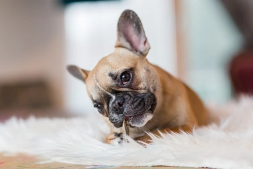 How to keep your French bulldog happy in 2025 UK