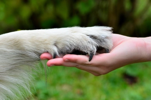 What Are Dog Dewclaws? Care, Problems & Removal Guide