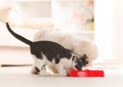 Why Dogs Shouldn’t Eat Cat Food: An In-Depth Guide