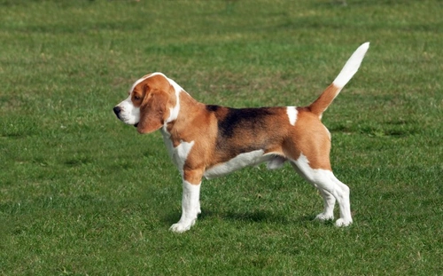How to Calculate Your Dog’s Body Condition Score Easily