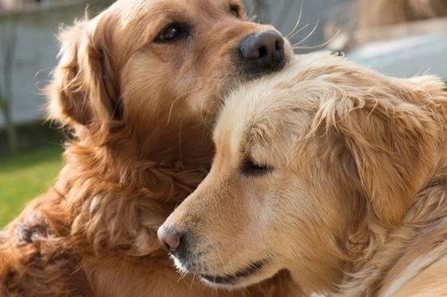 Blood Sugar Monitoring and Anomalies in Diabetic Dogs