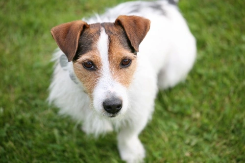Esophageal Malformations in Dogs: Causes, Symptoms & Treatment