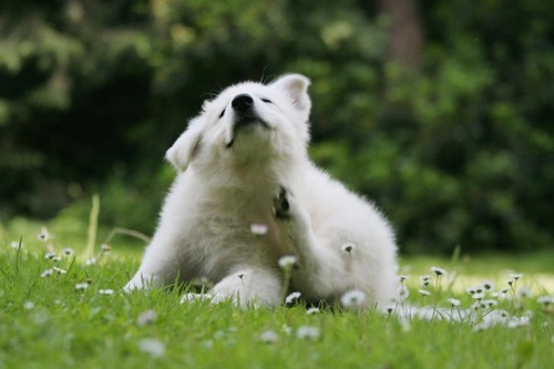 Can canine flea treatments lose effectiveness over time?