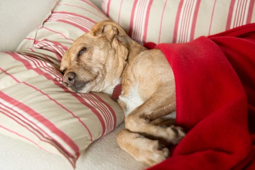 Aspirin poisoning in dogs: symptoms, treatment, and prevention
