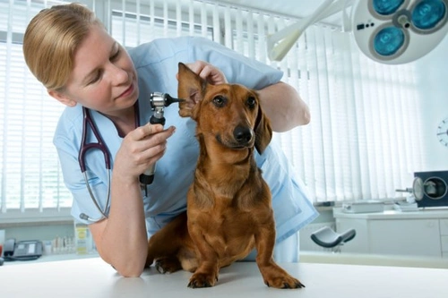 Ear Conditions in Dogs: Causes, Symptoms & Treatment