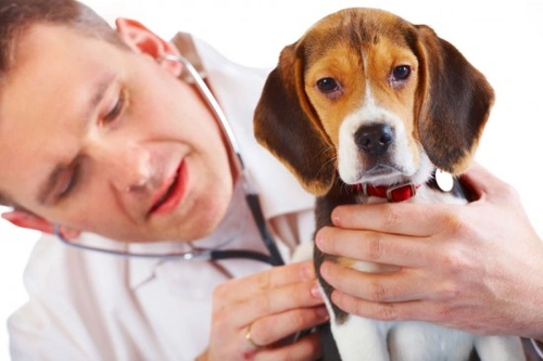 Anquilostomas en perros: síntomas, prevención y tratamiento