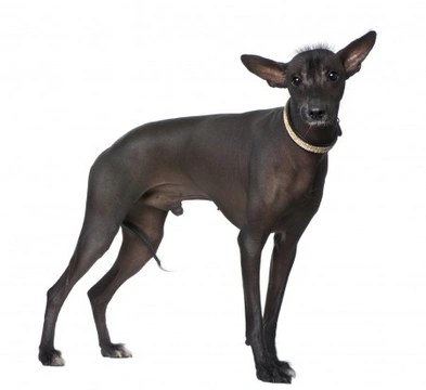 Complete Guide to the Peruvian Inca Orchid Hairless Dog