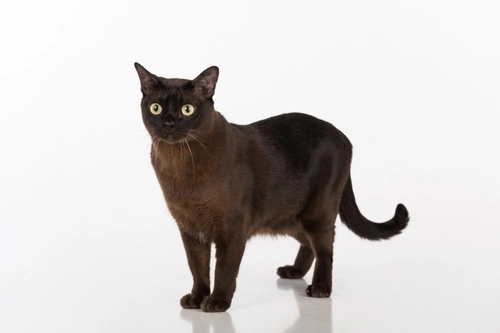 Burmese Hypokalemia in Cats: Symptoms, Testing and Care