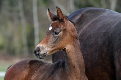 Equine Herpesvirus (EHV) UK 2025: Symptoms, Vaccination & Care
