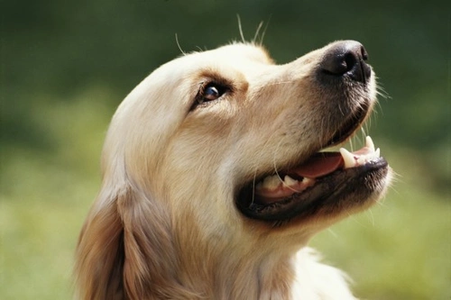 Best Age to Neuter Your Dog UK: Spaying & Neutering Guide