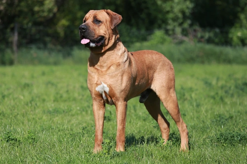 The four dog breeds banned in the UK: What you need to know