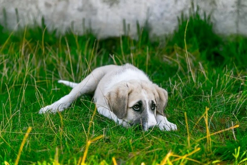 Declaración Universal de los Derechos del Animal