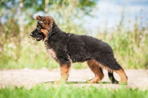 What a Puppy Health Guarantee Should Cover: Key Details