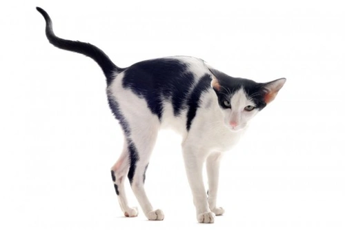 Why Do Cats Spray? Understanding Feline Spraying Behaviour